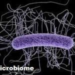 Mikroba Harus Menjadi Pusat Pendidikan dan Penjangkauan Ekologi
