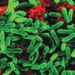 Apakah Produk Anda Konsorsium Mikroba atau Campuran Strain?