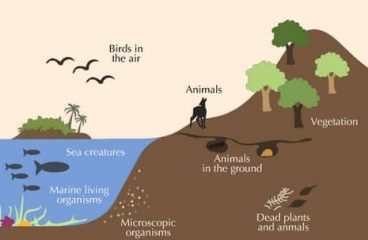 Biosfer Mikroba: Studi Eksperimental Fungsi Ekosistem