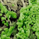 Keanekaragaman Mikroba Antara Pelestarian Lingkungan dan Kesehatan Manusia