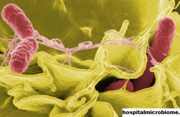 Mungkinkah Black Death Sebenarnya Merupakan Virus Seperti Ebola?
