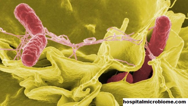 Mungkinkah Black Death Sebenarnya Merupakan Virus Seperti Ebola?