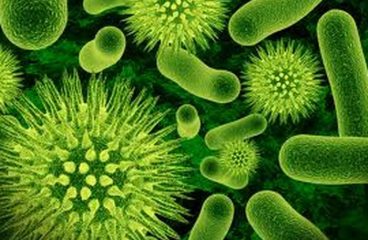 Peran Teori Ekologi Dalam Ekologi Mikroba