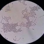 Penelitian Ekologi Mikroorganisme Bakteria