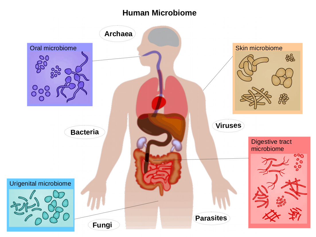 Mikrobioma Tubuh Pengaruhi Proses Pemulihan Pasien Chicago